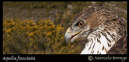 Àguila cuabarrada/Aquila fasciata